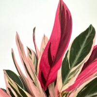 Vibrant tropical foliage with pink and green leaves, showcasing unique shapes and glossy textures.