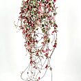Vibrant hanging plant with green and pink leaves in a white pot against a minimalist backdrop.