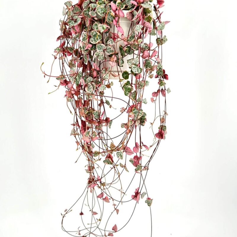 Vibrant Hanging Plant with Speckled Pink Leaves Vibrant hanging plant with green and pink leaves in a white pot against a minimalist backdrop.
