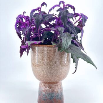Lush purple and green plant in modern artistic pot, perfect for stylish interior decor.