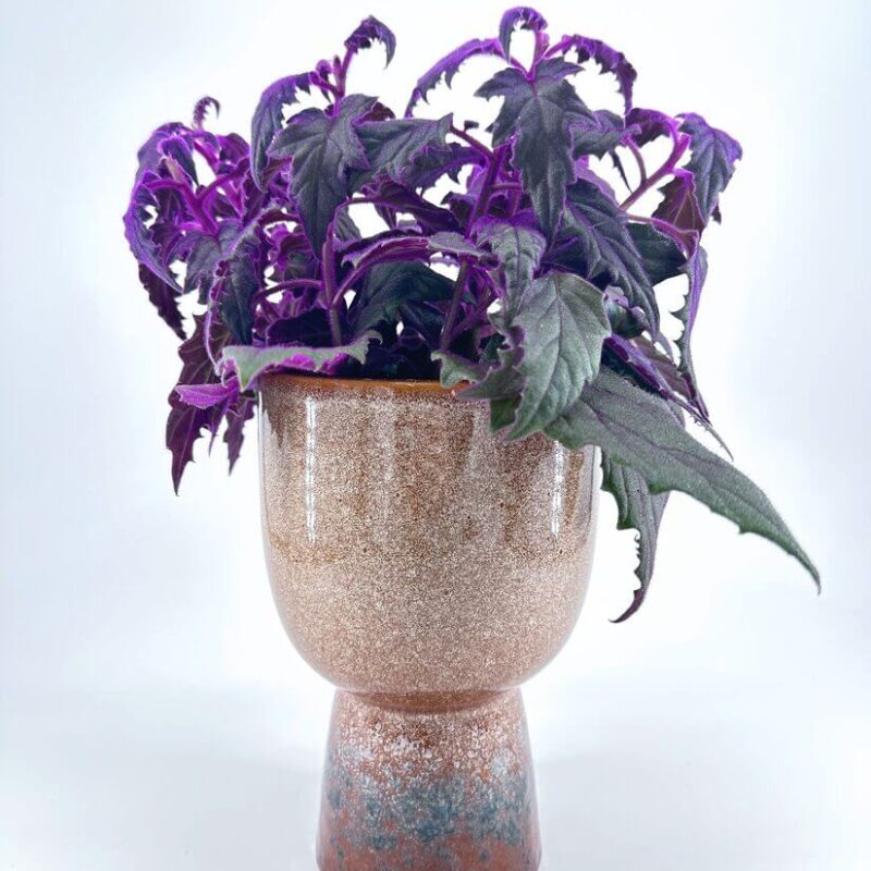 Lush Purple Plant in Elegant Two-Tone Pot Lush purple and green plant in modern artistic pot, perfect for stylish interior decor.