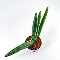 Vibrant sansevieria plant in a dark pot, enhancing modern home decor with natural beauty.