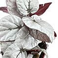 Vibrant plant with silver and red leaves in a terracotta pot, perfect for indoor gardens.