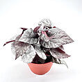 Striking vibrant potted plant with unique silvery-green and burgundy leaves in terracotta pot.