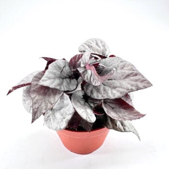 Striking vibrant potted plant with unique silvery-green and burgundy leaves in terracotta pot.