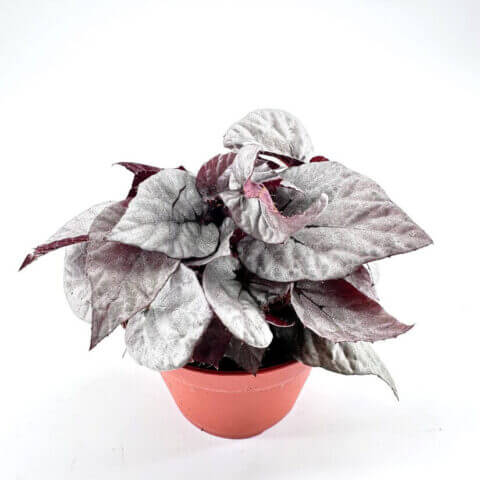 Striking vibrant potted plant with unique silvery-green and burgundy leaves in terracotta pot.