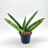 Vibrant snake plant in a black pot, showcasing lush green leaves with light green markings.
