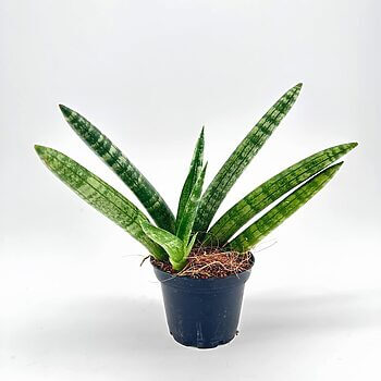 Vibrant snake plant in a black pot, showcasing lush green leaves with light green markings.