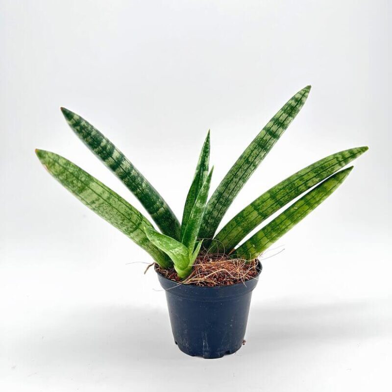 Vibrant Snake Plant in Stylish Black Pot Vibrant snake plant in a black pot, showcasing lush green leaves with light green markings.