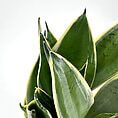 Close-up of vibrant snake plant leaves with glossy textures and striking green and yellow patterns.