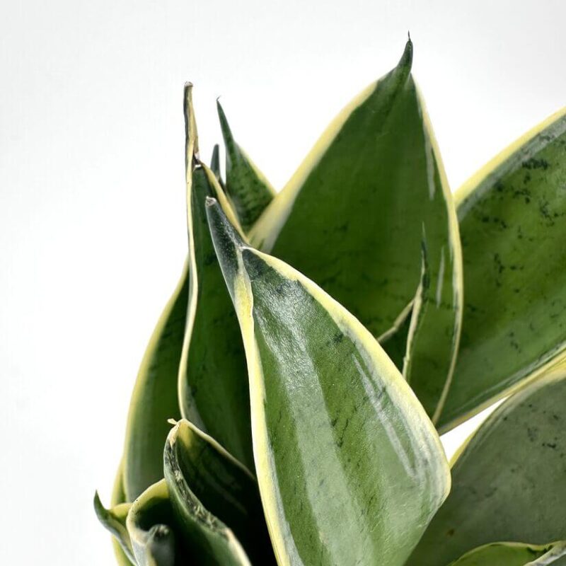 Vibrant Close-Up of Snake Plant Leaves Close-up of vibrant snake plant leaves with glossy textures and striking green and yellow patterns.