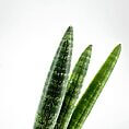 Vibrant green snake plant leaves with striking patterns in a minimalistic indoor setting.