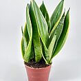 Vibrant snake plant in terracotta pot with striking green and yellow foliage, perfect for indoor decor.