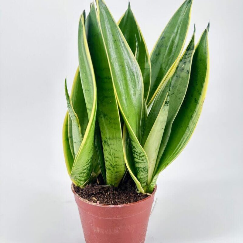 Vibrant Snake Plant in Terracotta Pot for Indoor Elegance Vibrant snake plant in terracotta pot with striking green and yellow foliage, perfect for indoor decor.