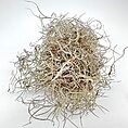 Delicate Spanish moss clusters showcase intricate, wiry strands on a clean, white background.