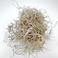 Delicate Spanish moss clusters showcase intricate, wiry strands on a clean, white background.