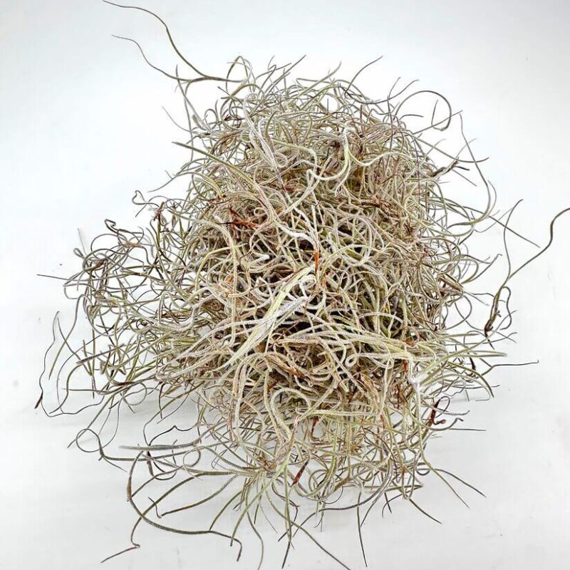 Elegant Spanish Moss: Natures Delicate Tangle Delicate Spanish moss clusters showcase intricate, wiry strands on a clean, white background.