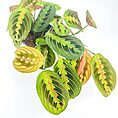 Vibrant prayer plant with striking foliage and intricate patterns in a simple black pot.