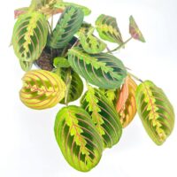 Vibrant prayer plant with striking foliage and intricate patterns in a simple black pot.
