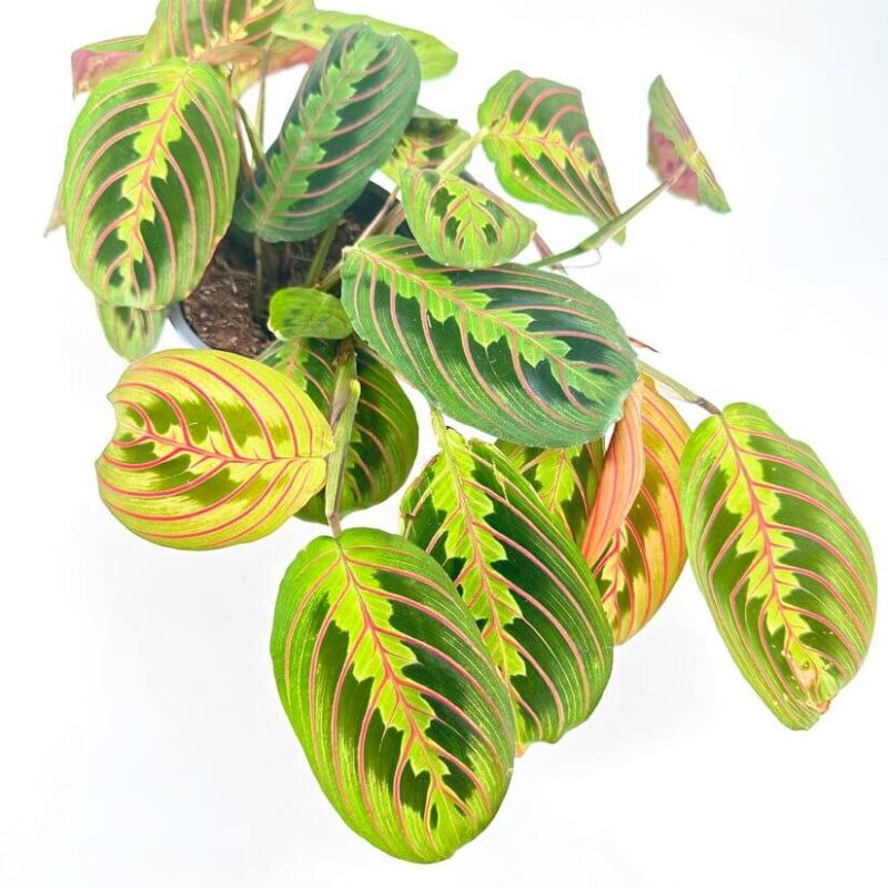 Striking Prayer Plant with Colourful Foliage Vibrant prayer plant with striking foliage and intricate patterns in a simple black pot.