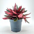 Vibrant houseplant featuring glossy, reddish-green leaves enhances indoor decor with natural beauty.