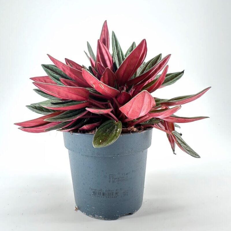 Striking Red and Green Houseplant for Indoor Serenity Vibrant houseplant featuring glossy, reddish-green leaves enhances indoor decor with natural beauty.