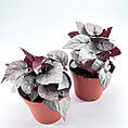 Vibrant potted plants with silvery burgundy leaves in stylish red pots against a white background.