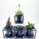 Sansevieria Snake Plant in Black Pot with Metal Frame