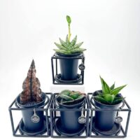 Modern potted plants in stylish black pots, perfect for contemporary home decor.