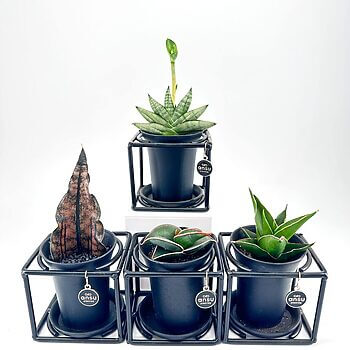 Modern potted plants in stylish black pots, perfect for contemporary home decor.