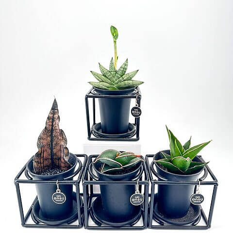 Modern potted plants in stylish black pots, perfect for contemporary home decor.
