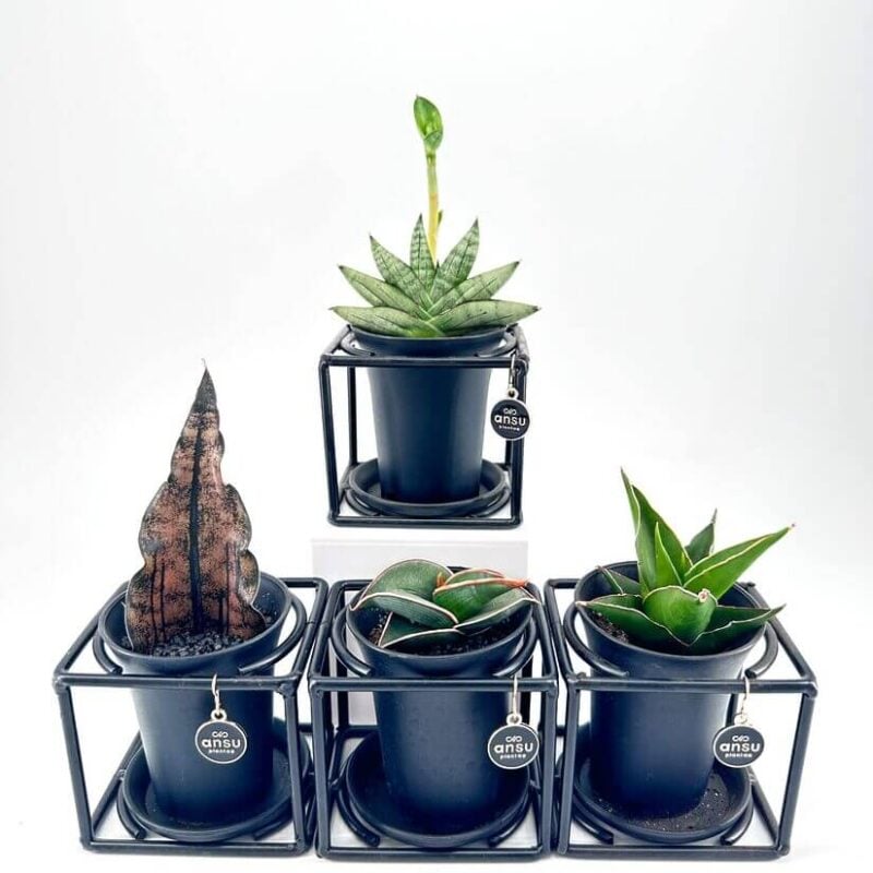 Modern potted plants in stylish black pots, perfect for contemporary home decor.