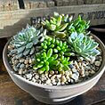 Beautiful succulent arrangement in a round ceramic pot, enhancing modern interior decor.