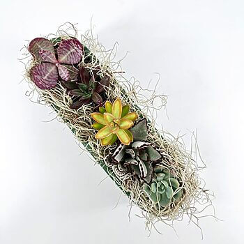 Vibrant succulent planter featuring diverse plants, rich colours, and natural moss for added texture.