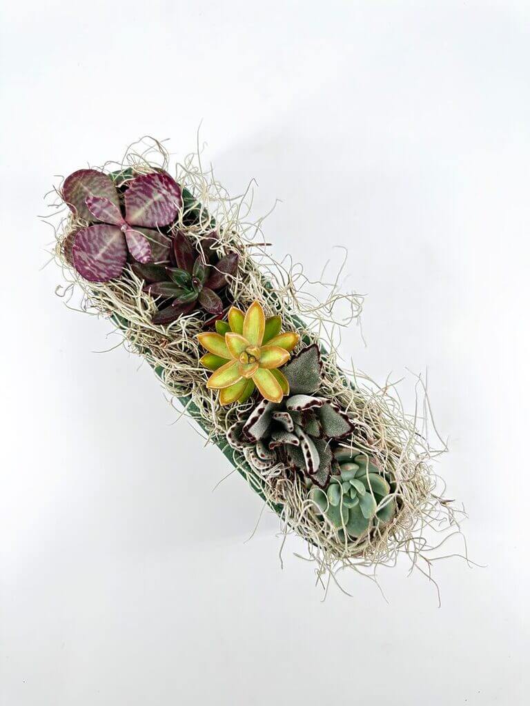 Vibrant succulent planter featuring diverse plants, rich colours, and natural moss for added texture.