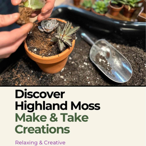 Engage in creativity at our vibrant succulent workshop, perfect for nature lovers and beginners.