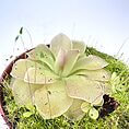 Vibrant succulent in terracotta pot with lush moss, showcasing natural beauty and tranquility.