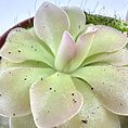 Lush green succulent plant in terracotta pot, featuring glossy leaves and pink-tipped edges.
