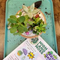 DIY Succulent Garden Kit With Step-By-Step Guides