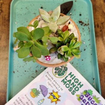 Kids’ Pot Painting & Succulent Workshop