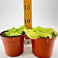 Vibrant orange pots with healthy succulents and a measuring stick showcasing plant care and growth.