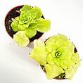 Vibrant succulents in terracotta pots on a light surface, showcasing healthy greenery and texture.