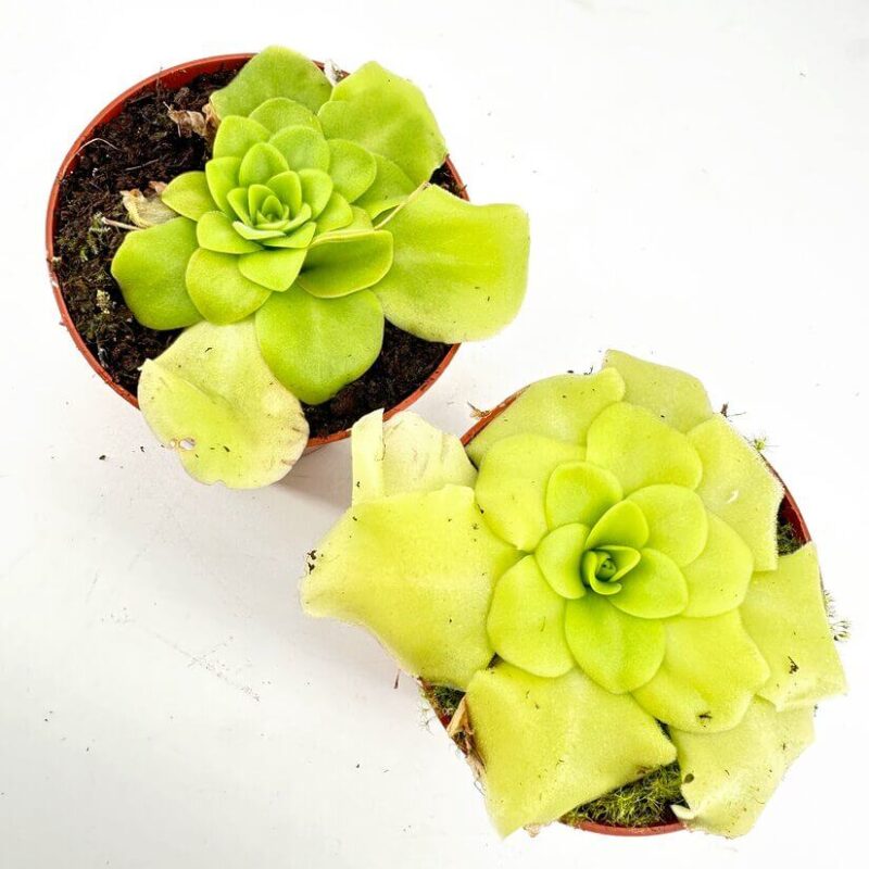 Vibrant Succulents in Terracotta Pots Vibrant succulents in terracotta pots on a light surface, showcasing healthy greenery and texture.