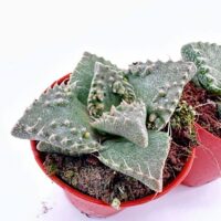 Small potted succulents with spiky leaves in bright red pots against a white background.