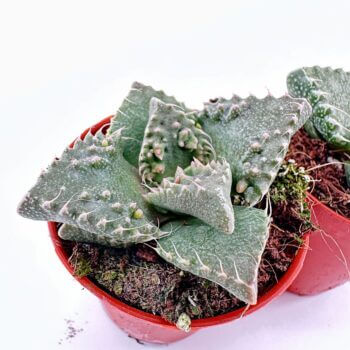 Small potted succulents with spiky leaves in bright red pots against a white background.
