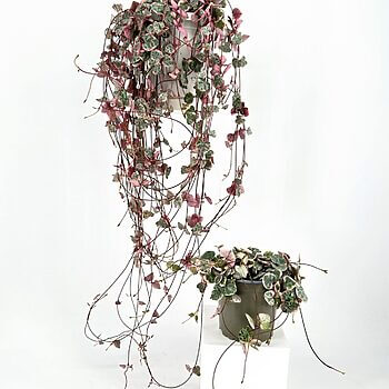 Modern indoor decor: Colourful trailing plant and bushy potted plant on white backdrop.