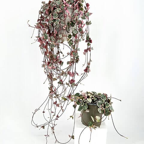 Modern indoor decor: Colourful trailing plant and bushy potted plant on white backdrop.
