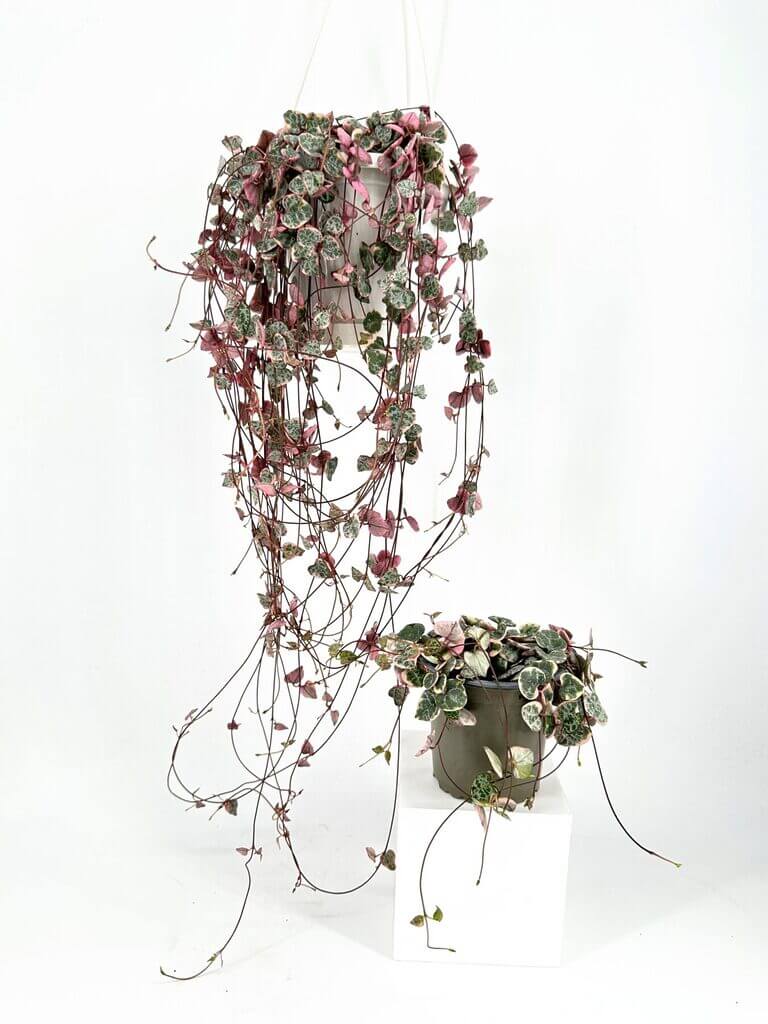 Modern indoor decor: Colourful trailing plant and bushy potted plant on white backdrop.