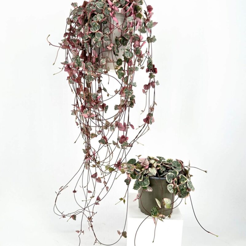 Modern indoor decor: Colourful trailing plant and bushy potted plant on white backdrop.