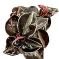 Lush tropical plant leaves showcase rich reddish-brown and dark green hues against a white backdrop.